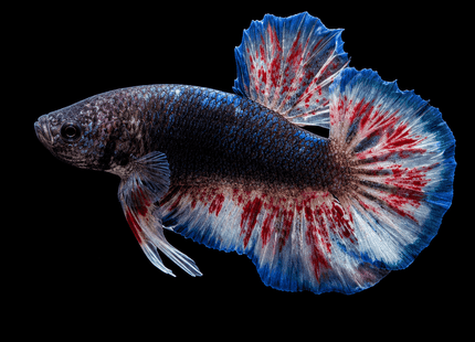 4BT36 - Halfmoon Plakat Male Betta - Nano Tanks Australia