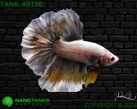 4BT36 - Yellow Butterfly Halfmoon Betta Male - Nano Tanks Australia Aquarium Shop