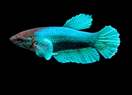 4BT41 - [ARRIVED 1-JUL-2026] Halfmoon Elephant Ear Plakat Female - Nano Tanks Australia