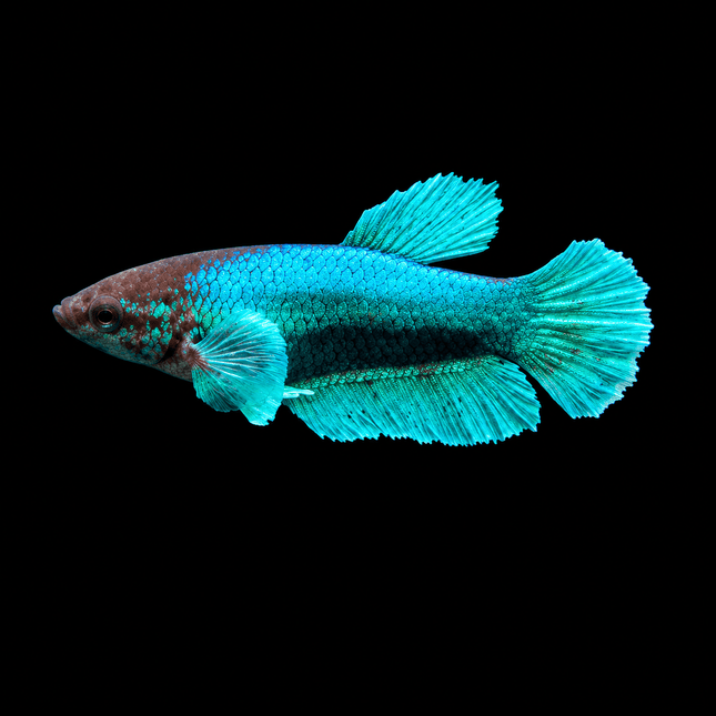 4BT41 - [ARRIVED 1-JUL-2026] Halfmoon Elephant Ear Plakat Female - Nano Tanks Australia