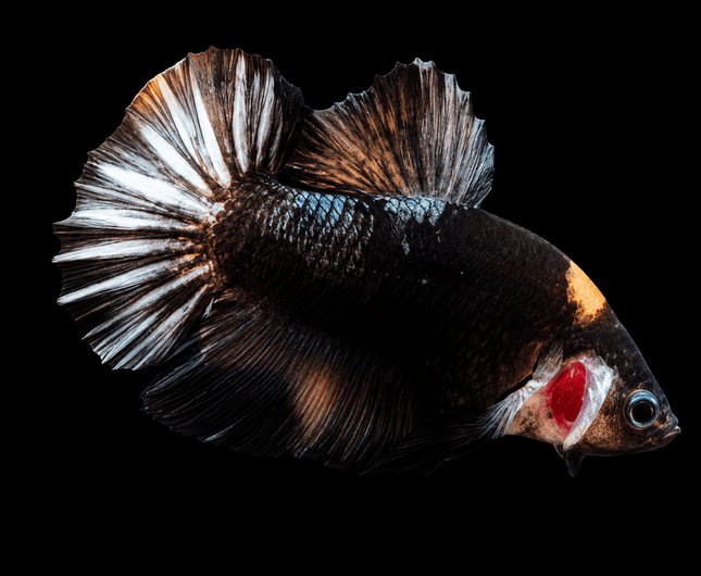 4BT41 - [ARRIVED 4-MAY-2026] Black Base Koi Halfmoon Plakat Male (2026 Pattern) - Nano Tanks Australia