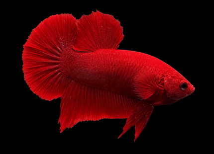 4BT41 - Crimson Red Turquoise & White Galaxy Koi Plakat Betta - Nano Tanks Australia