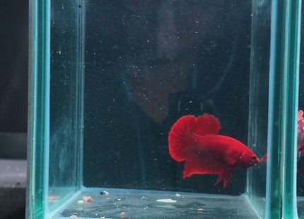 4BT41 - Crimson Red Turquoise & White Galaxy Koi Plakat Betta - Nano Tanks Australia