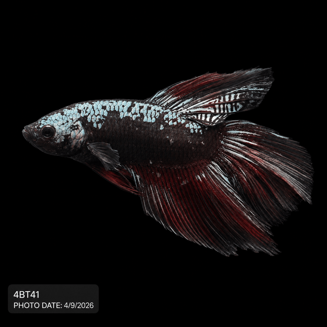 4BT41 - Crimson Red Turquoise & White Galaxy Koi Plakat Betta - Nano Tanks Australia