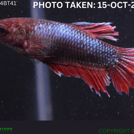 4BT41 - Red Base Halfmoon Betta Female - Nano Tanks Australia Aquarium Shop