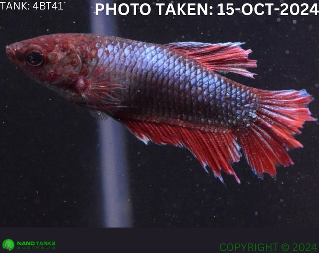 4BT41 - Red Base Halfmoon Betta Female - Nano Tanks Australia Aquarium Shop