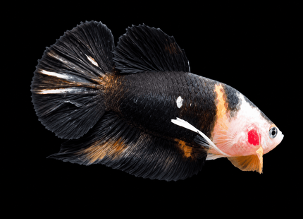 4BT42 - [ARRIVED 4-MAY-2026] Black Base Koi Halfmoon Plakat Male (2026 Pattern) [moved location] - Nano Tanks Australia