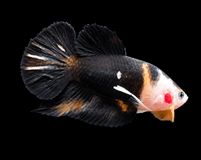 4BT42 - [ARRIVED 4-MAY-2026] Black Base Koi Halfmoon Plakat Male (2026 Pattern) [moved location] - Nano Tanks Australia