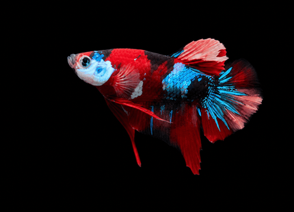 4BT42 - Red White Black Marble Plakat Betta - Nano Tanks Australia