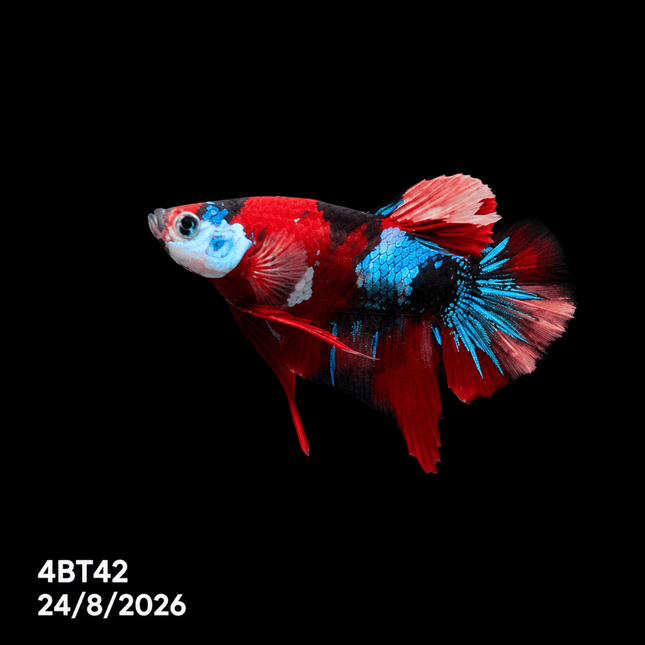 4BT42 - Red White Black Marble Plakat Betta - Nano Tanks Australia
