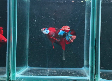 4BT42 - Red White Black Marble Plakat Betta - Nano Tanks Australia