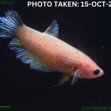 4BT42 - Yellow Halfmoon Betta Female - Nano Tanks Australia Aquarium Shop