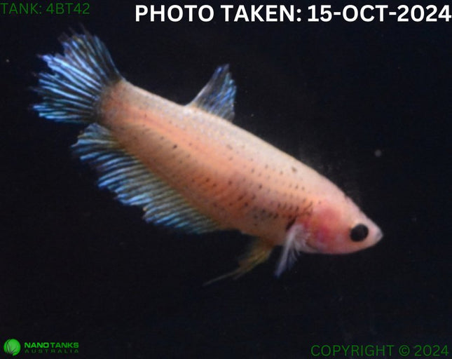 4BT42 - Yellow Halfmoon Betta Female - Nano Tanks Australia Aquarium Shop