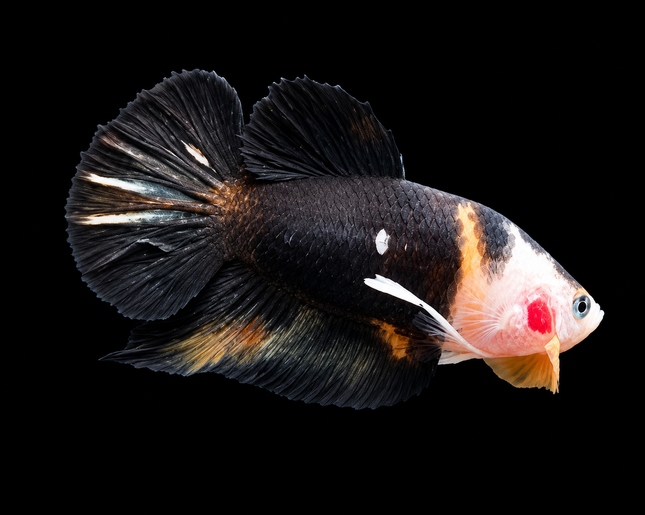 4BT42 - [ARRIVED 4-MAY-2026] Black Base Koi Halfmoon Plakat Male (2026 Pattern) [moved location]