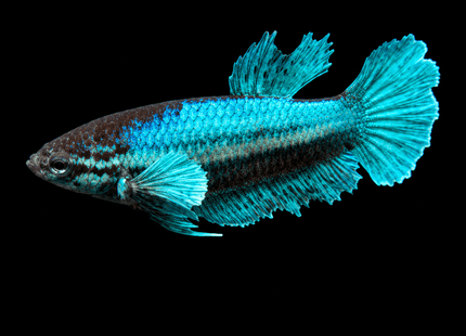 4BT43 - [ARRIVED 1-JUL-2026] Halfmoon Female Betta - Nano Tanks Australia
