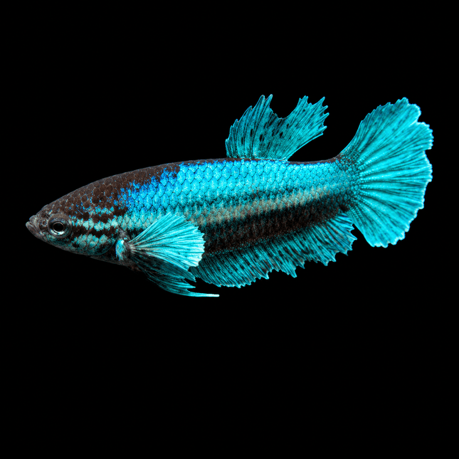 4BT43 - [ARRIVED 1-JUL-2026] Halfmoon Female Betta - Nano Tanks Australia