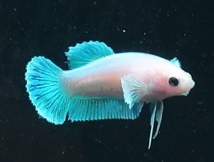 4BT43 - [ARRIVED 4 - MAY - 2026] Elephant Ear Plakat Female Betta - Nano Tanks Australia