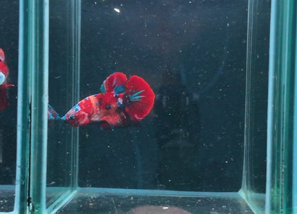 4BT43 - Crimson Red White Galaxy Koi Plakat Betta - Nano Tanks Australia