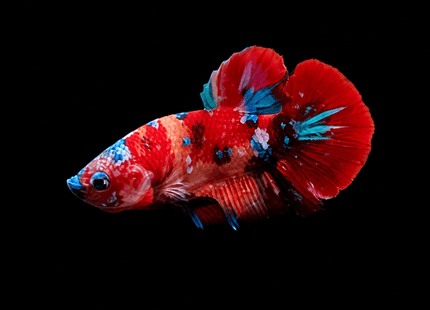 4BT43 - Crimson Red White Galaxy Koi Plakat Betta - Nano Tanks Australia