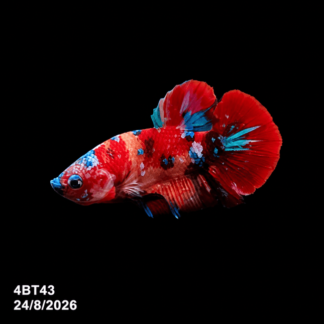 4BT43 - Crimson Red White Galaxy Koi Plakat Betta - Nano Tanks Australia