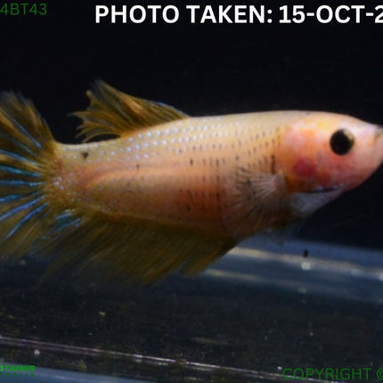 4BT43 - Yellow Halfmoon Betta Female - Nano Tanks Australia Aquarium Shop