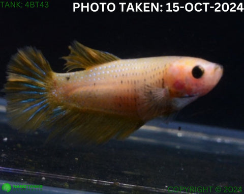 4BT43 - Yellow Halfmoon Betta Female - Nano Tanks Australia Aquarium Shop