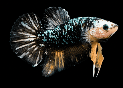 4BT44 - [ARRIVED 4-MAY-2026] Black Base Koi Halfmoon Plakat Male (2026 Pattern) - Nano Tanks Australia