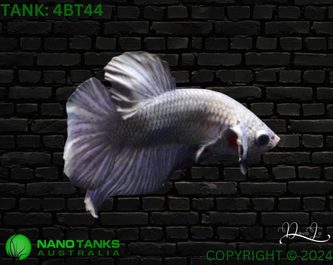 4BT44 - Copper Halfmoon Plakat Betta Male - Nano Tanks Australia Aquarium Shop