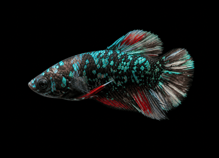 4BT44 - Red White Black Marble Plakat Betta - Nano Tanks Australia