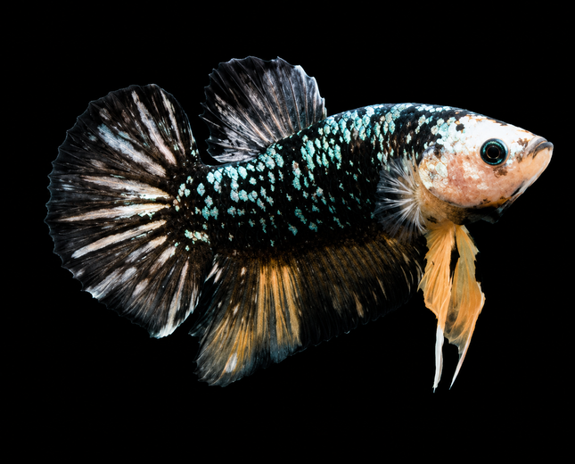 4BT44 - [ARRIVED 4-MAY-2026] Black Base Koi Halfmoon Plakat Male (2026 Pattern)