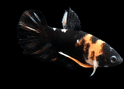 4BT45 - [ARRIVED 4-MAY-2026] Black Base Koi Halfmoon Plakat Male (2026 Pattern) - Nano Tanks Australia