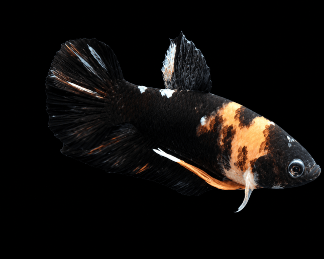 4BT45 - [ARRIVED 4-MAY-2026] Black Base Koi Halfmoon Plakat Male (2026 Pattern) - Nano Tanks Australia