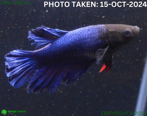 4BT45 - Blue Halfmoon Betta Female - Nano Tanks Australia Aquarium Shop