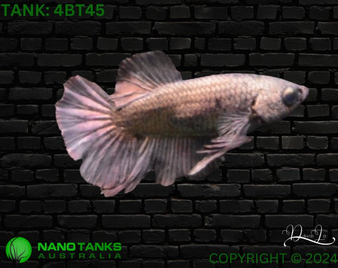 4BT45 - Copper Halfmoon Plakat Betta Male - Nano Tanks Australia Aquarium Shop