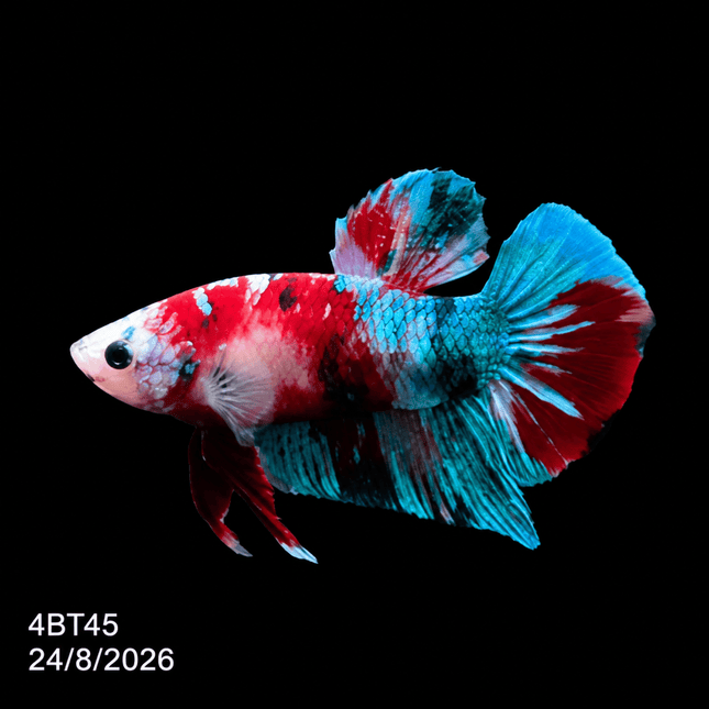 4BT45 - Coral Red Gold-White Dragon Plakat Betta - Nano Tanks Australia