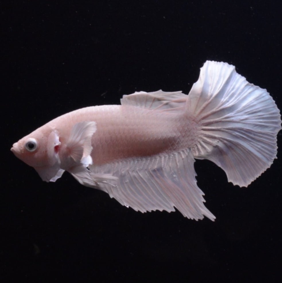 4BT45 - Platinum Halfmoon Betta Male Pet Grade – Nano Tanks Australia ...