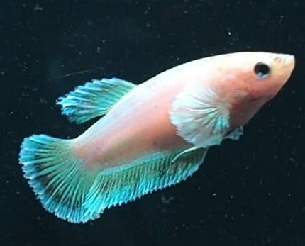 4BT46 - [ARRIVED 4 - MAY - 2026] Elephant Ear Plakat Female Betta - Nano Tanks Australia