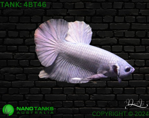 4BT46 - Copper Halfmoon Plakat Betta Male - Nano Tanks Australia Aquarium Shop