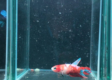 Betta tank 5BT14 original photo