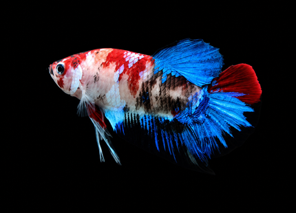 Betta tank 5BT15