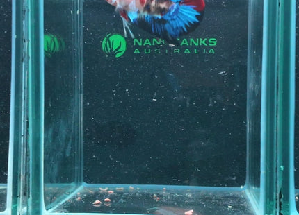 Betta tank 5BT15 original photo