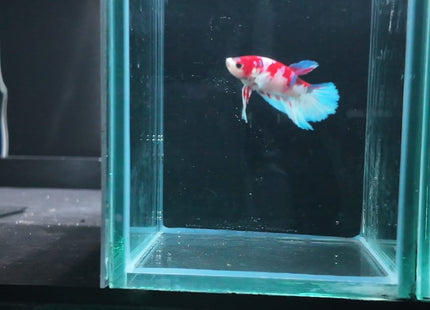 5BT21 original in-tank reference