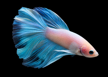 NTA|betta-20261010-143554-0ostt3|5BT32|HERO|sha256=17ce844a2ff5b028d10ae9431ad12d4d650783d968103786ec73f62b2cfb1684