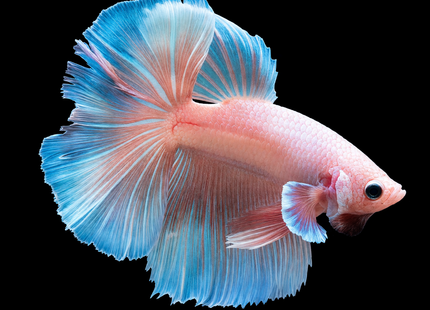 NTA|betta-20261010-143554-0ostt3|5BT35|HERO|sha256=a06786680e36da188b3229379cc76864597c5eb1a4dc9b2a7ee680879e7a16d8