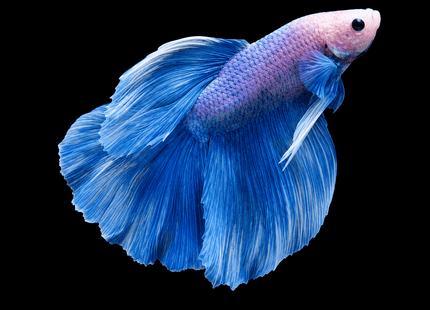 5BT11 - [ARRIVED 19-MAR-2026] Blue Pastel Halfmoon Male Betta - Nano Tanks Australia