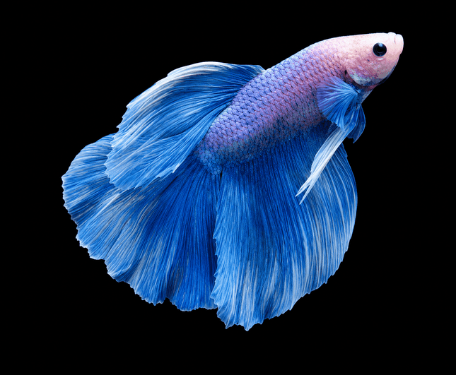 5BT11 - [ARRIVED 19-MAR-2026] Blue Pastel Halfmoon Male Betta - Nano Tanks Australia