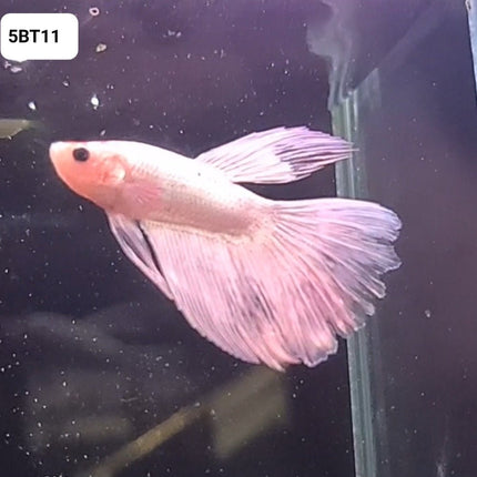 5BT11 - [ARRIVED 24 - MAY - 2025] Platinum White Cellophane Halfmoon Male Betta - Nano Tanks Australia