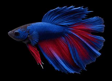 5BT11 - Blue Red Bicolor Halfmoon Male - Nano Tanks Australia