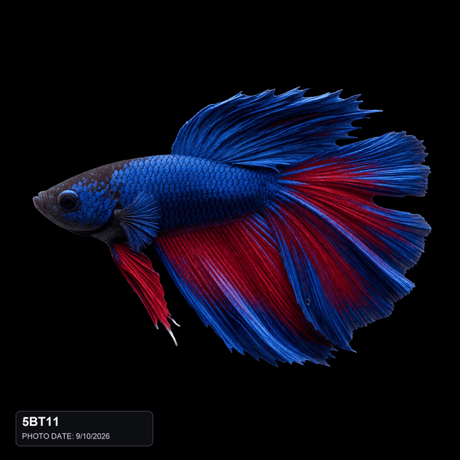 5BT11 - Blue Red Bicolor Halfmoon Male - Nano Tanks Australia