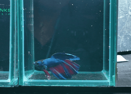 5BT11 - Blue Red Bicolor Halfmoon Male - Nano Tanks Australia